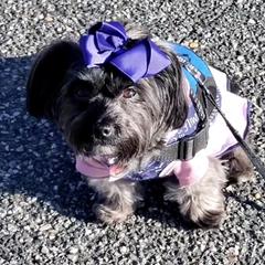 Shorkies from Jewells Happy Tailz