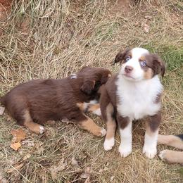 Aussiedoodle, Australian Shepherd, and Poodle Puppies from Georgia Peach Aussies