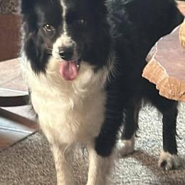 Cokie - Border Collie