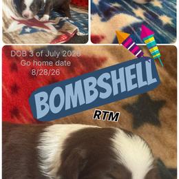 Bombshell - Red tri-color male Miniature American Shepherd puppy in Lewiston, Idaho from Clearwater Miniature American Shepherd