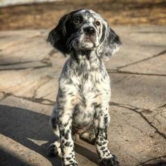 "Name’, 8 weeks old. Now in program. " Llewellin Setter Puppies from Paint River Llewellins