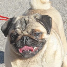 Pugs from Snuggle Pugs