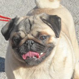 Pugs from Snuggle Pugs