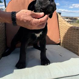 Girl 2 - Black brindle female Cane Corso puppy in Prescott Valley, Arizona from Willow’s Meadow