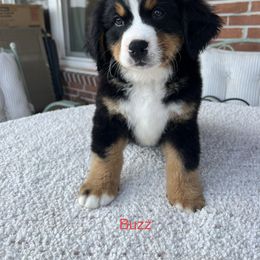 Bernese Mountain Dog Puppies from Blue Ridge Bernese