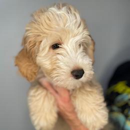 Sweden (Denny) - Red male Bernedoodle puppy in Surprise, Arizona from Huckleberry Doodles