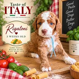 Rigatoni - Red  male Goldendoodle puppy in Miami, Florida from Jade’s Paws & Co. Of Miami LLC