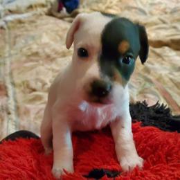 Patsy Kline - Tri-color female Jack Russell Terrier puppy in California from Kimberlite
