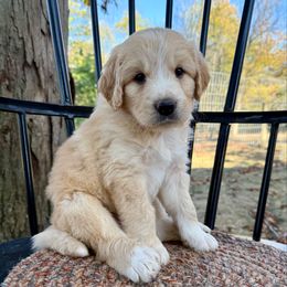 Badger - Red male Pyredoodle puppy in Bowling Green, Ohio from FDF Pyredoodles & Bernedoodles