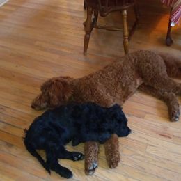Goldendoodle Puppies from Peace, Love, and Puppies at the Creek