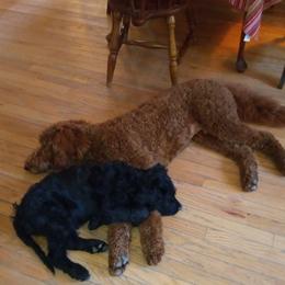 Goldendoodle Puppies from Peace, Love, and Puppies at the Creek