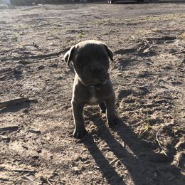Cane Corso and Lowchen Puppies from High Royal Kennel