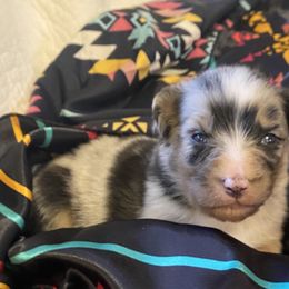 Australian Shepherds, Karakachans, and Pembroke Welsh Corgis from Rock Solid Ranch