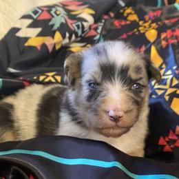 Australian Shepherds, Karakachans, and Pembroke Welsh Corgis from Rock Solid Ranch