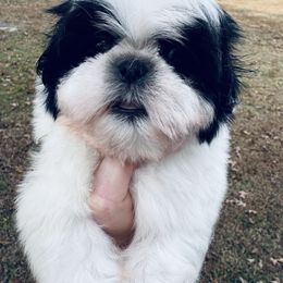 Baby girl - Black and white female Shih Tzu puppy in Walnut Ridge, Arkansas from Maltese Madness by Shannon Smith