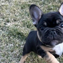 French Bulldogs from Frenchies DFW