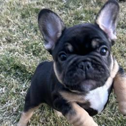 French Bulldogs from Frenchies DFW