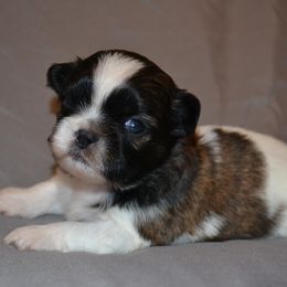 Shih Tzu Puppies from Moore Shih Tzus