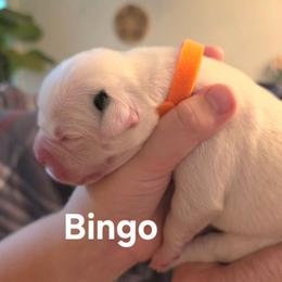 Bingo - White and brindle female American Bulldog puppy in Homer, Georgia from Valor American Bulldogs