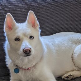 Kola - Siberian Husky