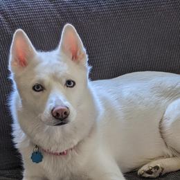 Kola - Siberian Husky