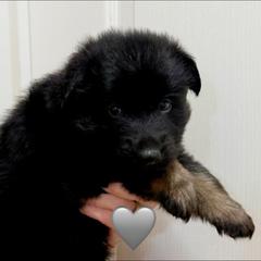 Enzo - Bi-color male German Shepherd puppy in Anderson, South Carolina from StaFra German Shepherd Dogs