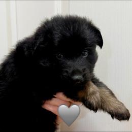 Enzo - Bi-color male German Shepherd puppy in Anderson, South Carolina from StaFra German Shepherd Dogs
