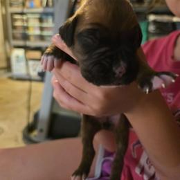 Girl 1 - Fawn female Boxer puppy in Caspian, Michigan from Andrus Family Boxers