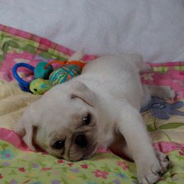 Pug Puppies from Pugs R 4 U in KY