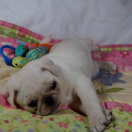 Pug Puppies from Pugs R 4 U in KY