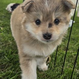 Pomsky Puppies from PJs Pomskies
