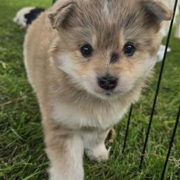 Pomsky Puppies from PJs Pomskies