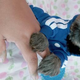 Yorkshire Terrier Puppies from Twilights Yorkies FL