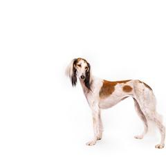 Saluki All Grown Up from Hayat Salukis