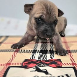 Ohtani - Fawn male Vietnamese Phu Quoc Ridgeback puppy in Palmdale, California from Vietnamese Phu Quoc Ridgeback Dogs of Southern California