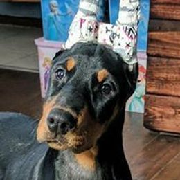 Minnow - Doberman Pinscher