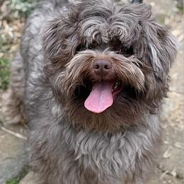 Gizmo - Havanese