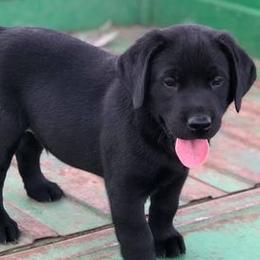 Labrador Retrievers from Learn's Labs