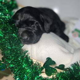 Labrador Retriever Puppies from Mason Dixon Labradors