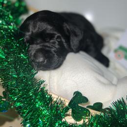 Labrador Retriever Puppies from Mason Dixon Labradors