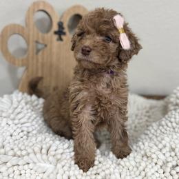 Solara- Purple Collar - Chocolate merle female Bernedoodle puppy in Oak Hills, California from High Desert Doodles