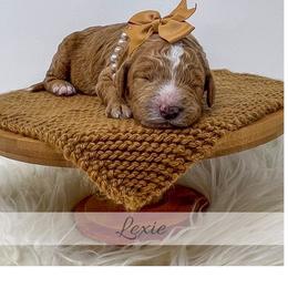 Lexie - Red  female Goldendoodle puppy in State Road, North Carolina from Must Love Doodles