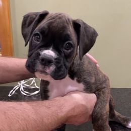 Boxer Puppies from Fineview Boxers