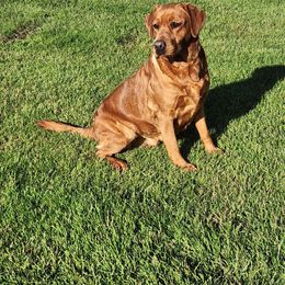 Ginger - Labrador Retriever