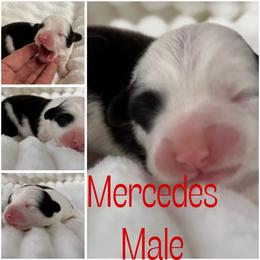 Mercedes - Black and white male American Corgi puppy in Hico, Texas from Chisholm Trail Kennels