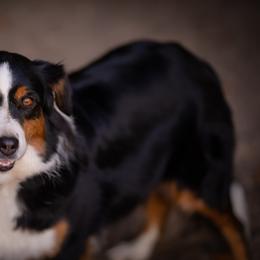 Miniature American Shepherd and Miniature Australian Shepherd All Grown Up from Impression Dogs