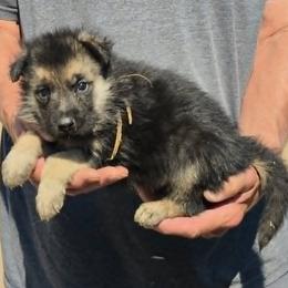 Yellow Boy - Black and tan male German Shepherd puppy in Lake George, Colorado from High Country German Shepherds