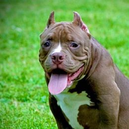 American Bullies from Unleashed Bully Squad LLC