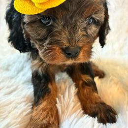Eggs - Merle female Cavapoo puppy in Adrian, Oregon from ApplebyFarm