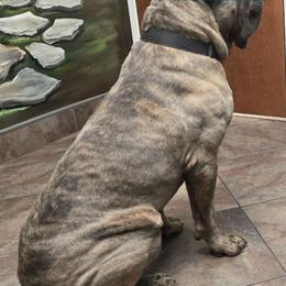 Monstro - Cane Corso